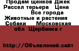 Продам щенков Джек Рассел терьера › Цена ­ 25 000 - Все города Животные и растения » Собаки   . Московская обл.,Щербинка г.